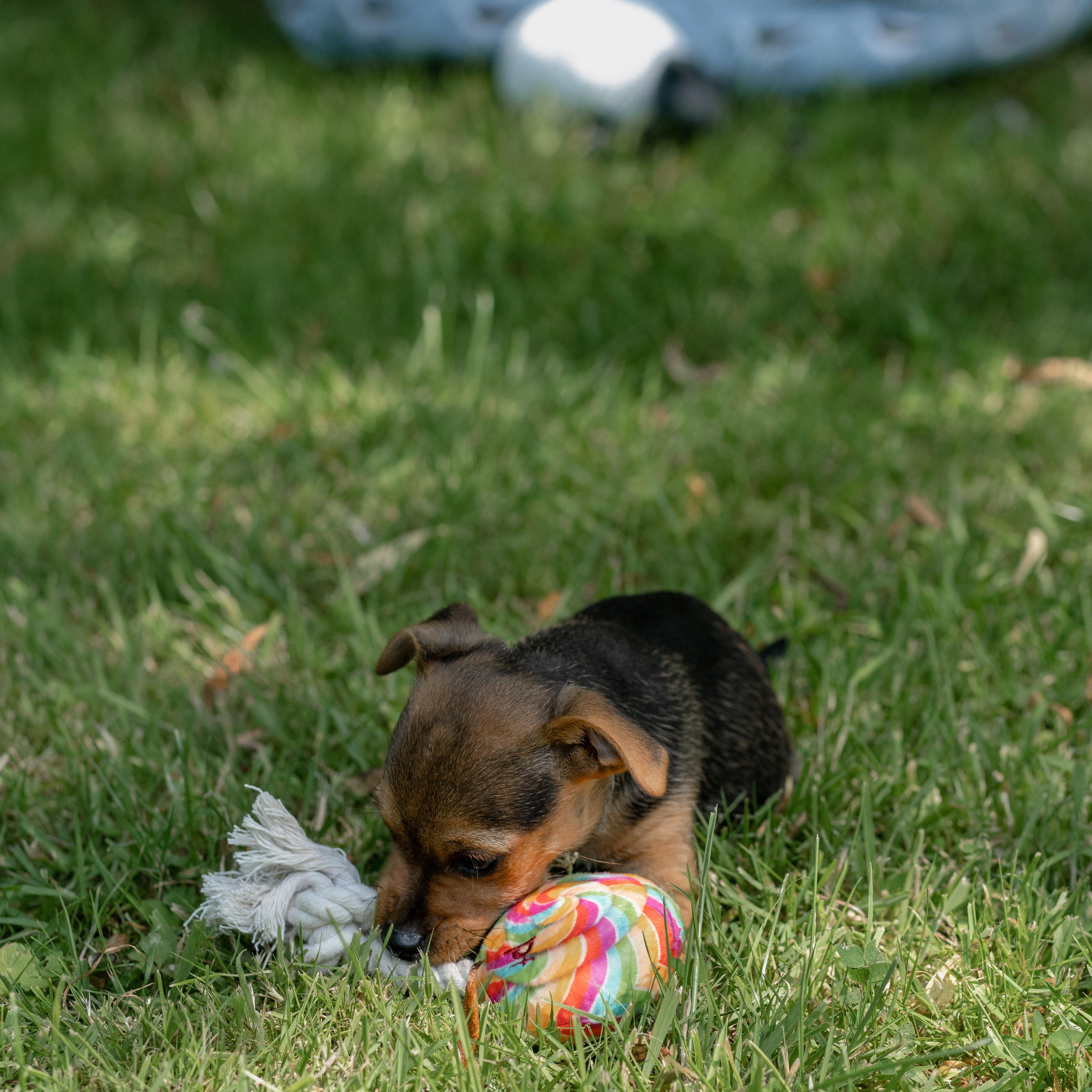 Lilly Lollipop Plush And Rope Dog Toy - Image 3