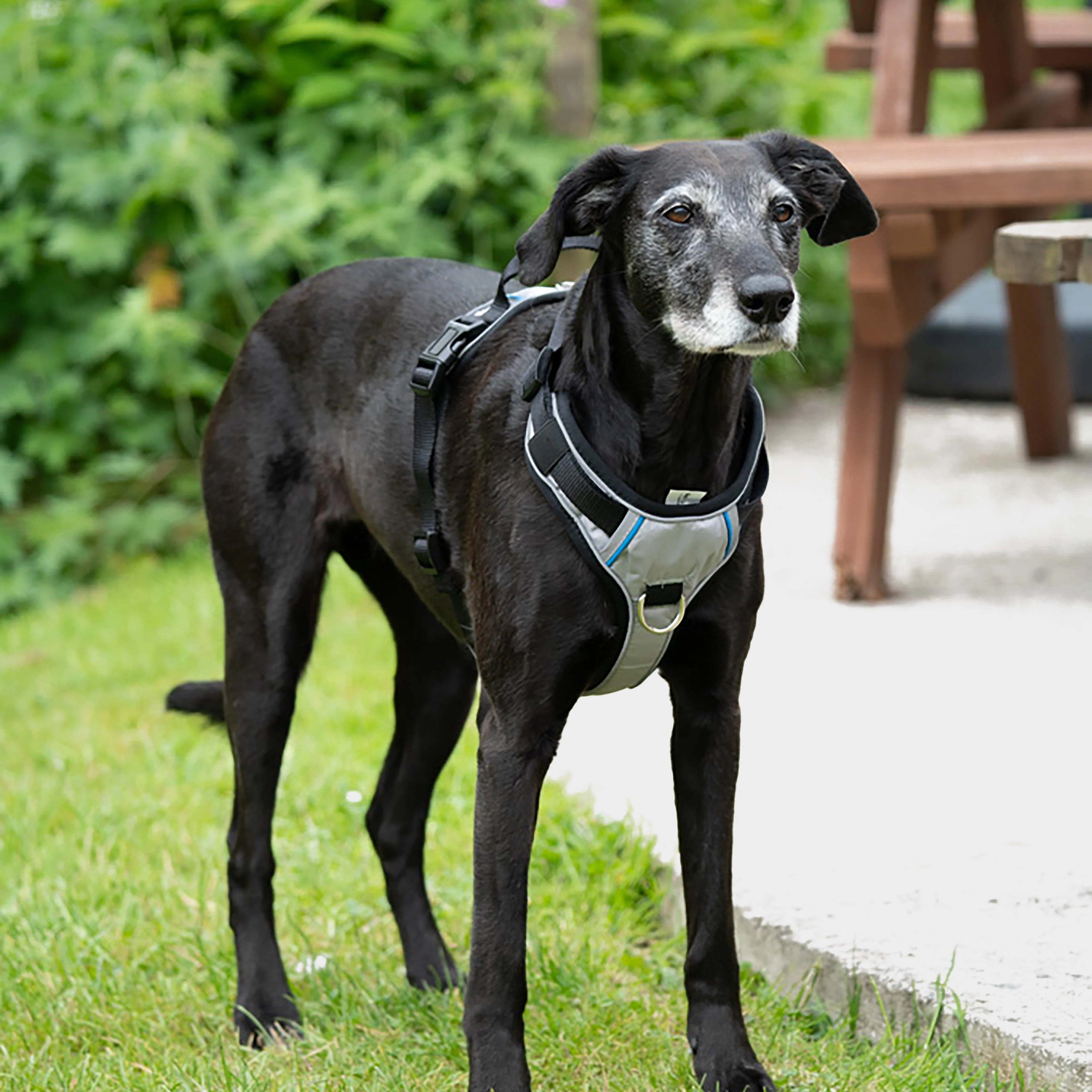 Outdoor Paws Adventure Harness Sling Large - Image 5