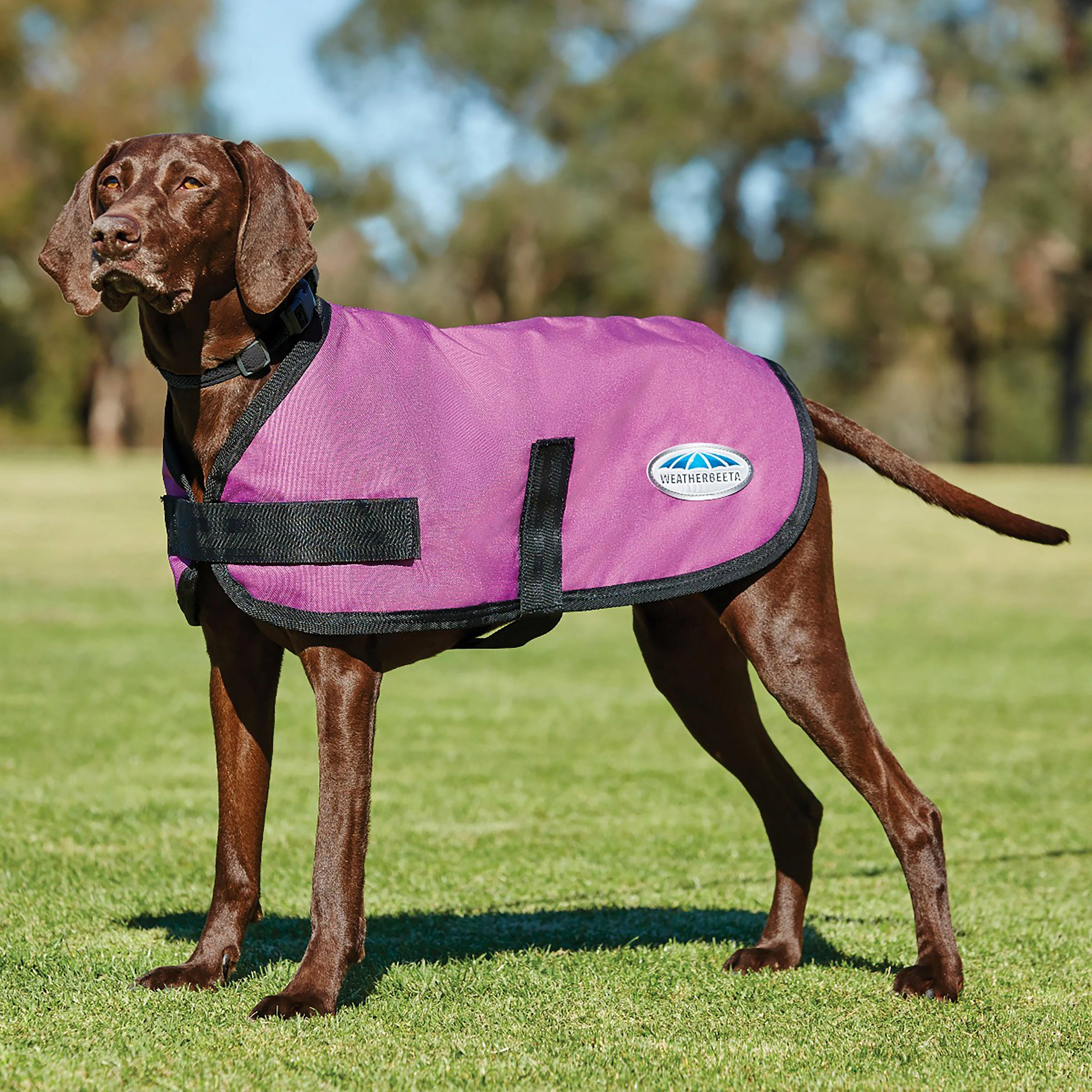 ComFiTec Classic 100g Lightweight Dog Coat - Image 2