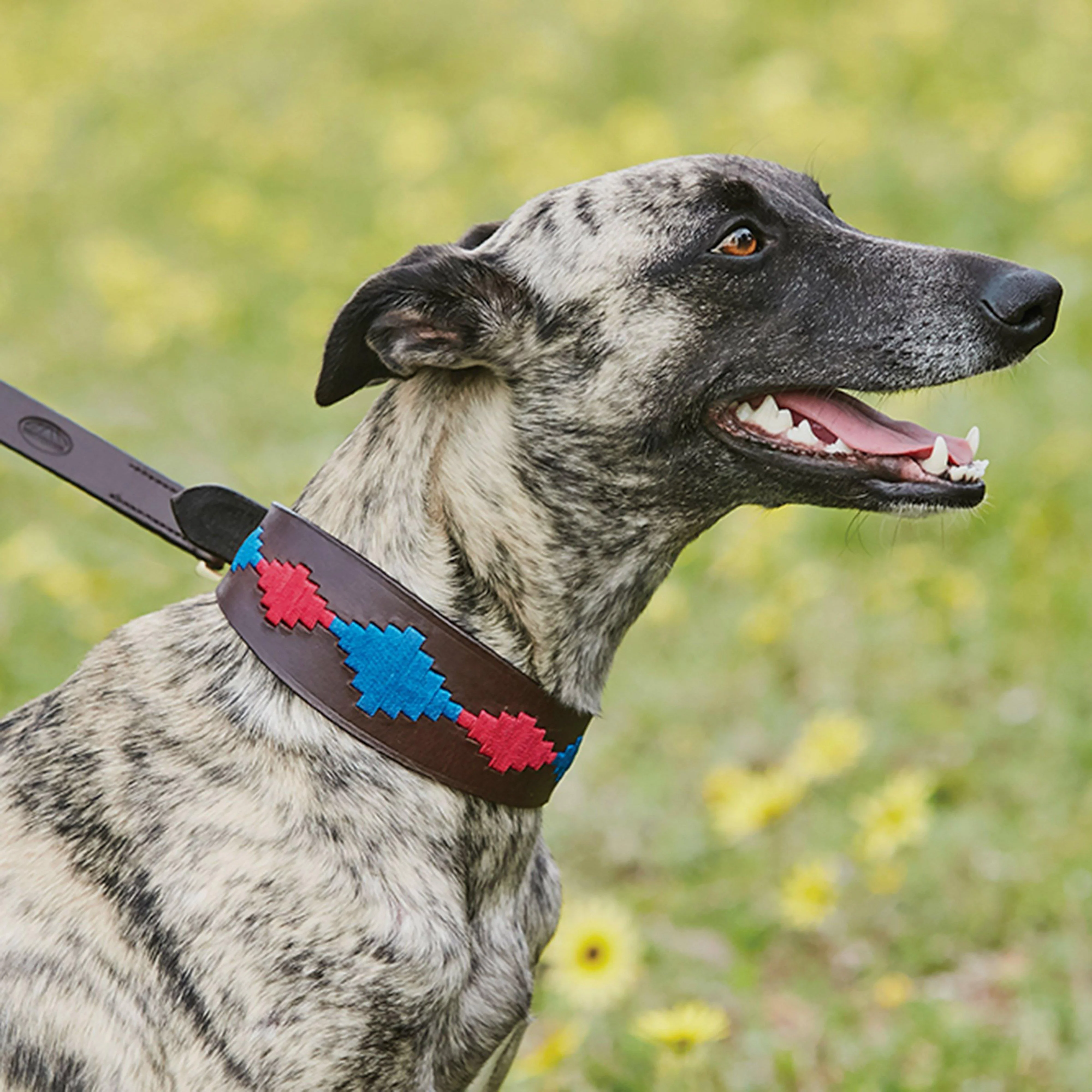 Lurcher Polo Leather Dog Collar - Image 2