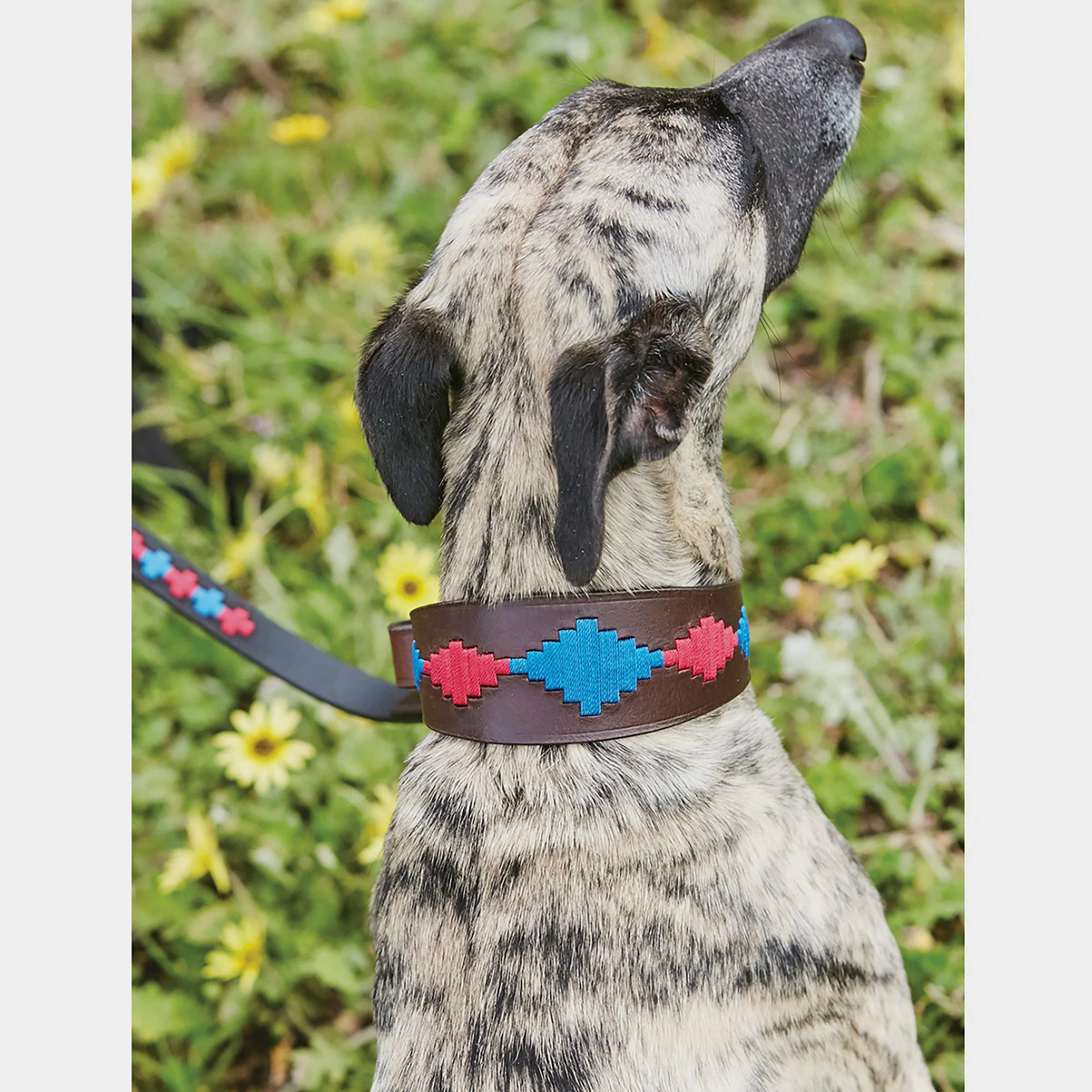 Lurcher Polo Leather Dog Collar - Image 3