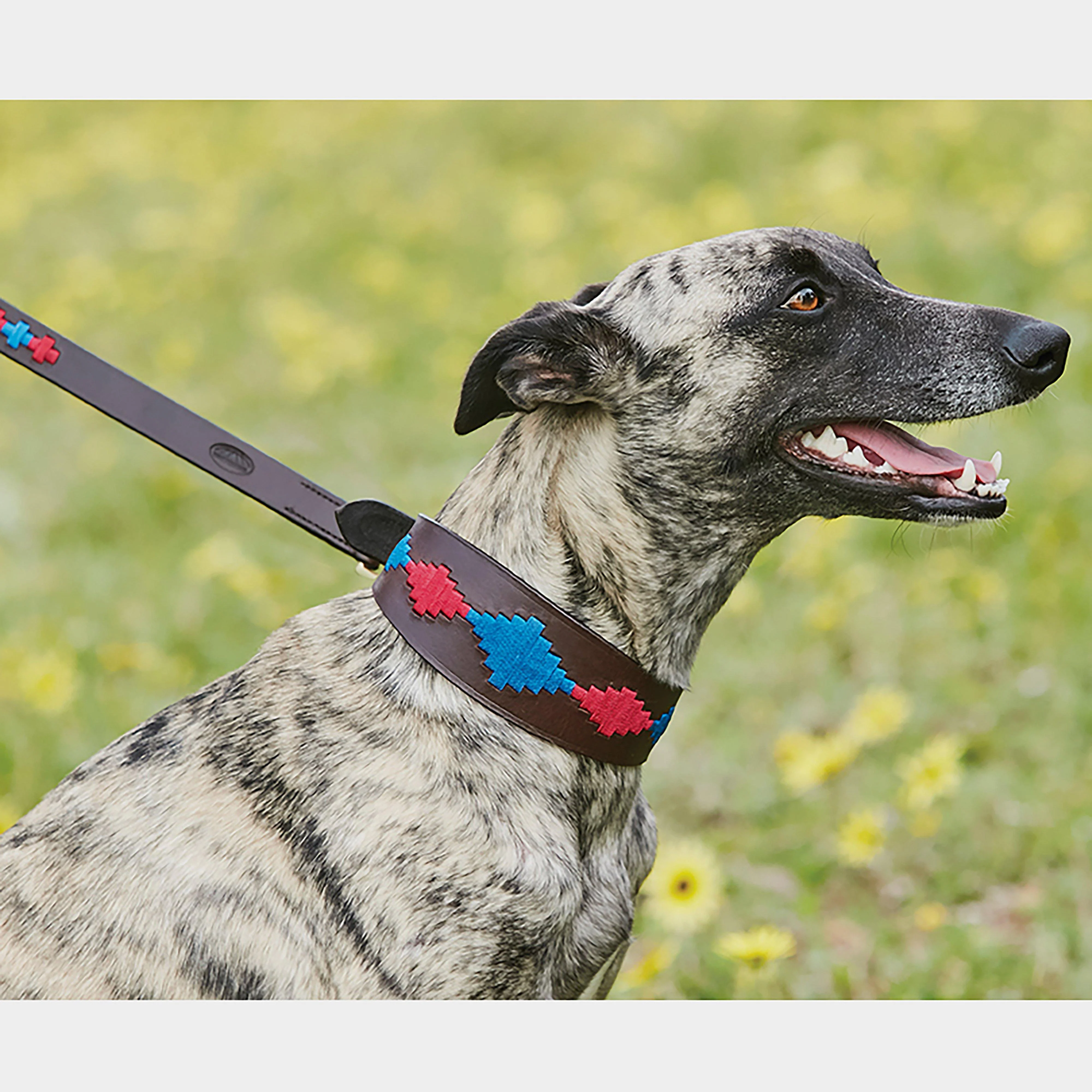 Lurcher Polo Leather Dog Collar - Image 4